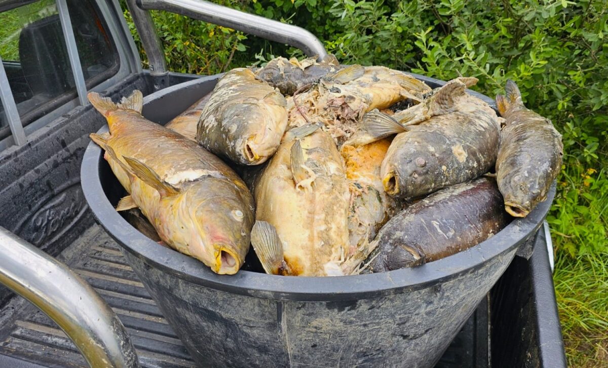 Mrtví kapři o váze až 30 kilo: „Rozbory vody nic neprokázaly,“ tvrdí rybáři