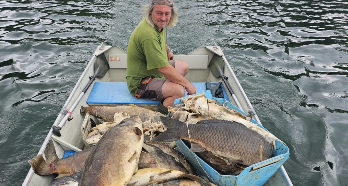 Mrtví kapři o váze až 30 kilogramů: pískovnu postihl hromadný úhyn ryb