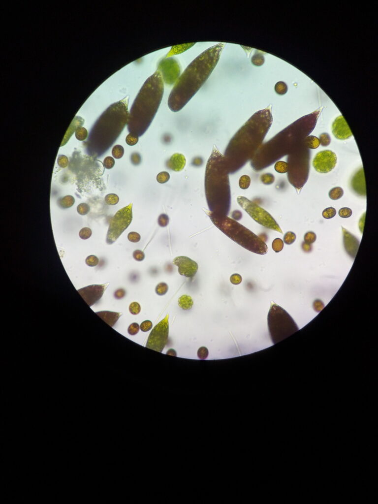 Učíme se ve Vodňanech: Mikroskopické speciality