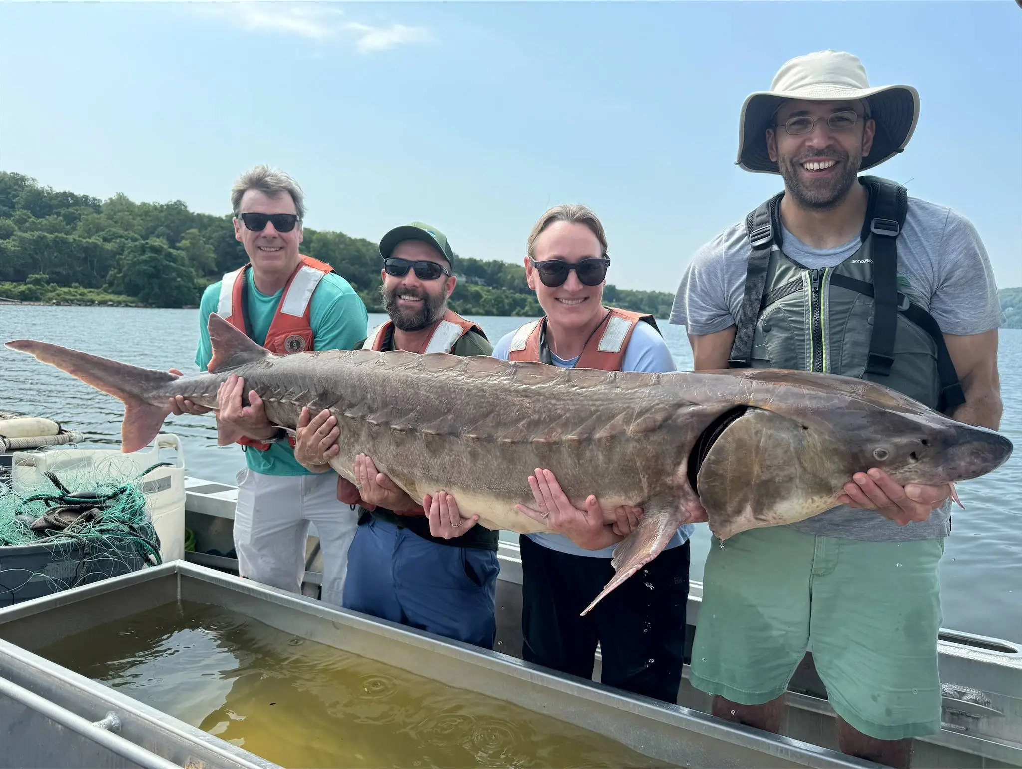 Pravěká ryba: ohrožený obří jeseter uloven v řece Hudson poblíž New Yorku, vyskytuje také v Odře
